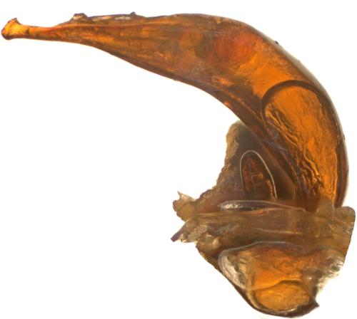 Réf. 359 638 : Pterostichus glacialis